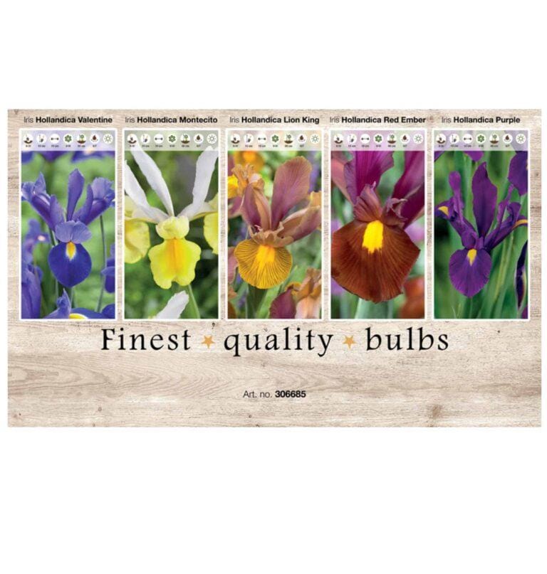 Showbox Iris 306685