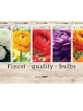 Showbox Ranunculus 306687