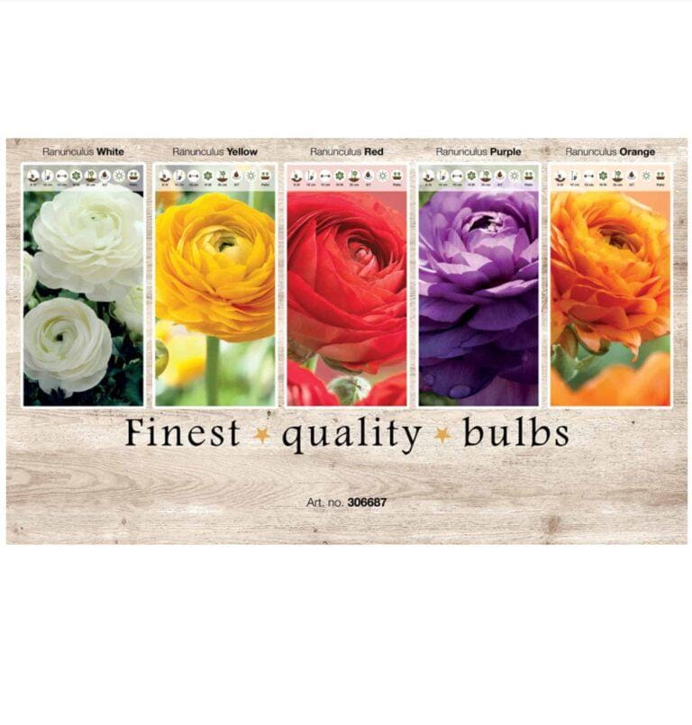 Showbox Ranunculus 306687