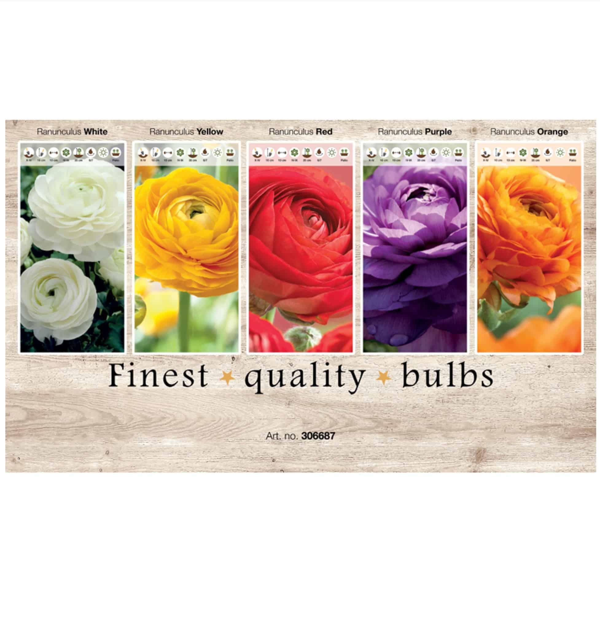 Showbox Ranunculus 306687