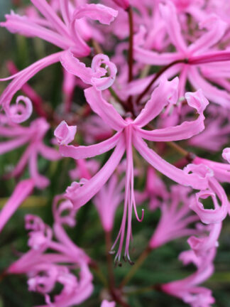 Nerine bowdenii