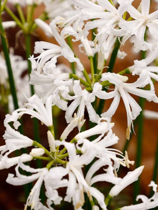 Nerine Alba