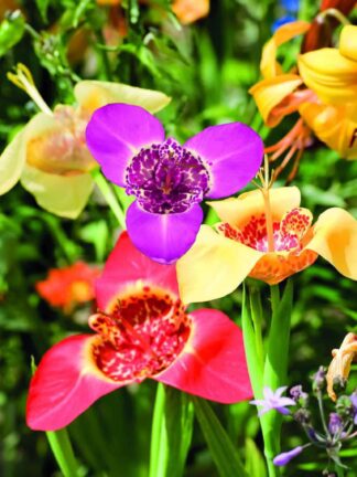 Tigridia Mix