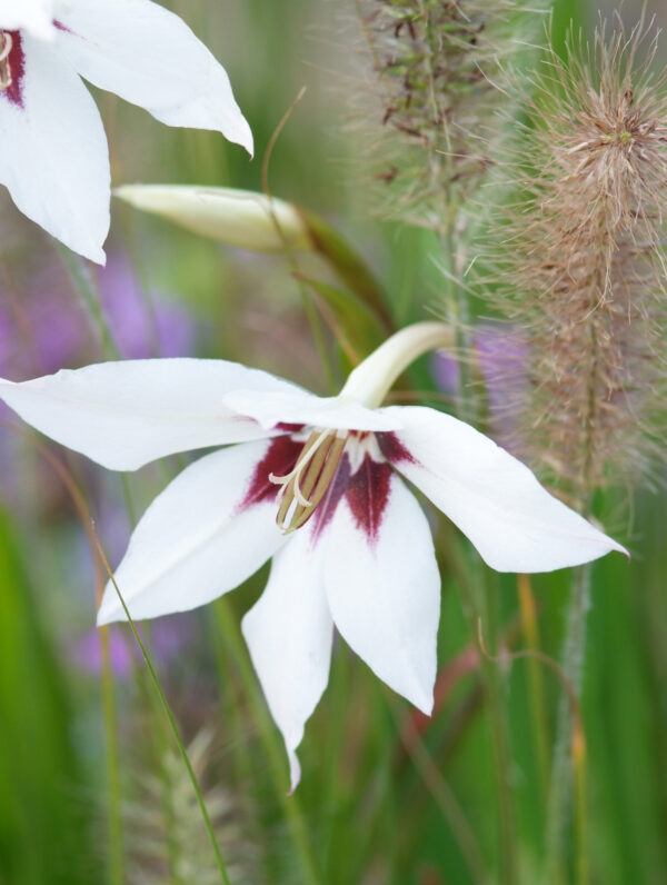 Acidanthera murielae