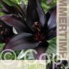 Lilium Landini - RB