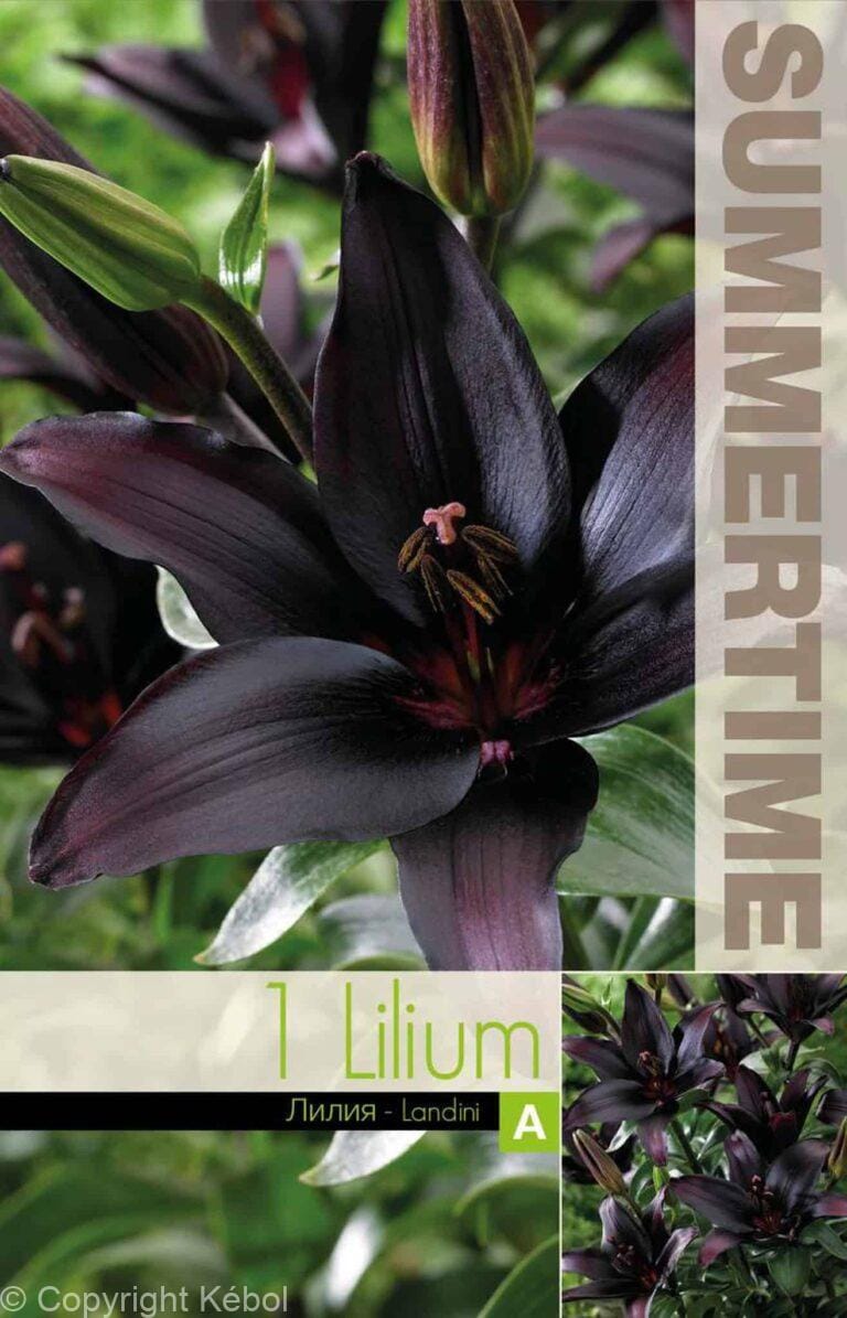 Lilium Landini - RB