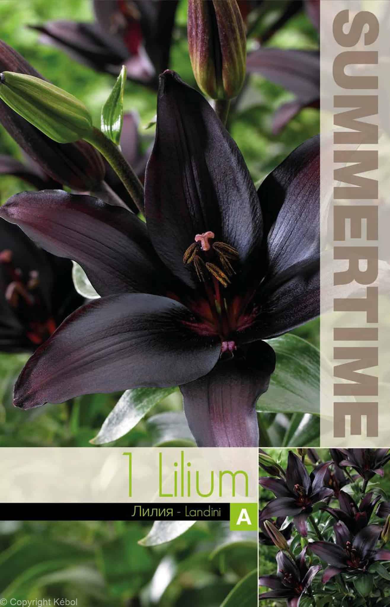 Lilium Landini - RB