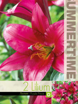 Lilium Purple Prince