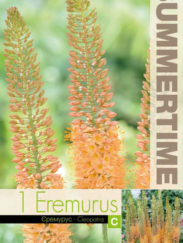 Eremurus Cleopatra