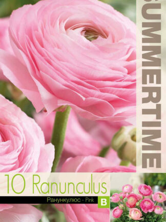 Ranunculus Pink