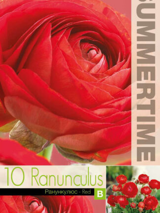 Ranunculus Red