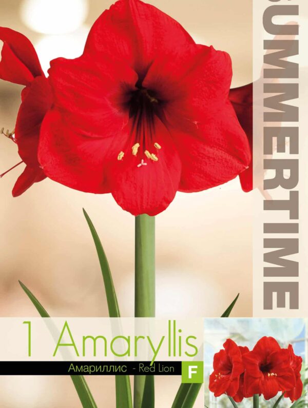 Amaryllis Red Lion