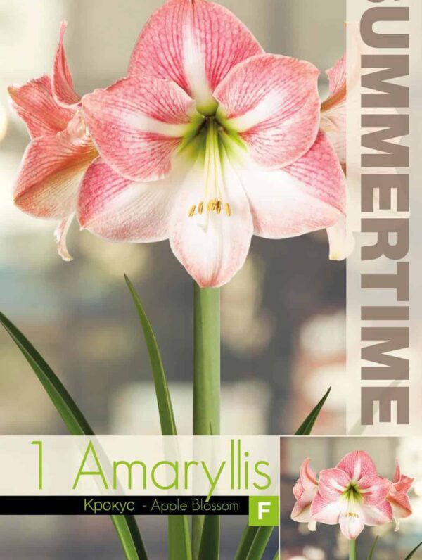 Amaryllis Apple Blossom