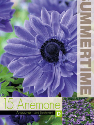 Anemone Lord Lieutenant