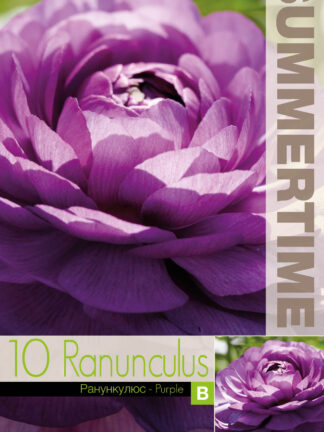 Ranunculus Purple