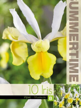 Iris Hollandica Montecito