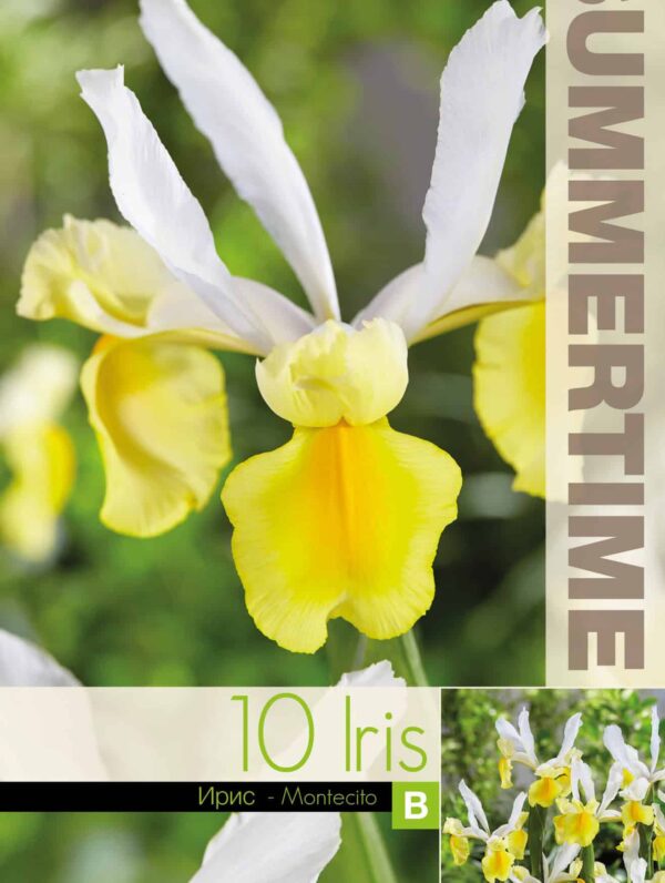 Iris Hollandica Montecito