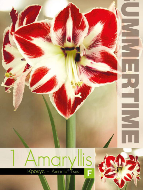 Amaryllis Amorita Esus