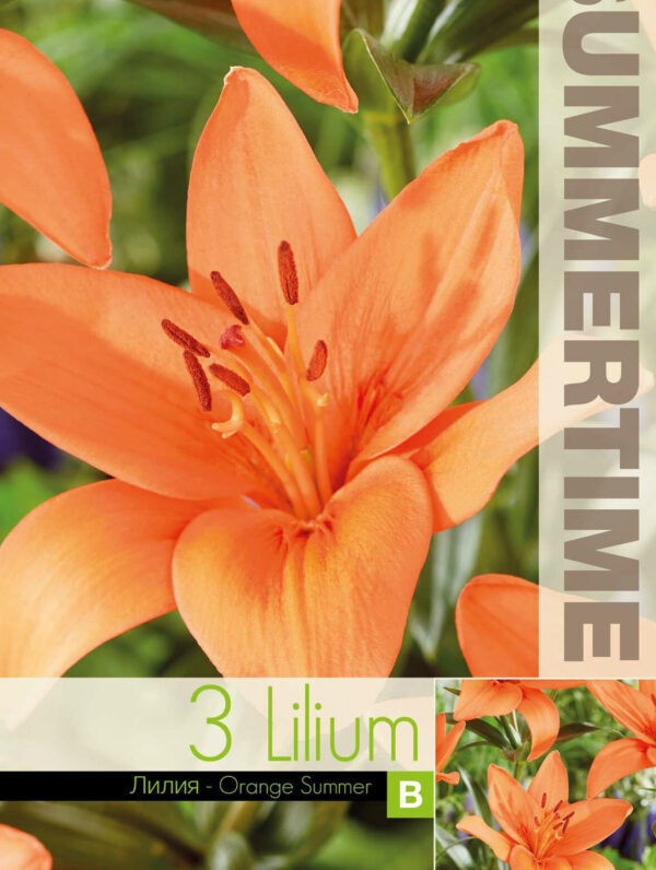 Lilium Orange Summer