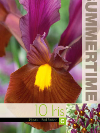 Iris Hollandica Red Ember - RB