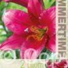 Lilium Purple Prince - RB