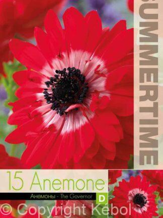 Anemone The Governor - RB