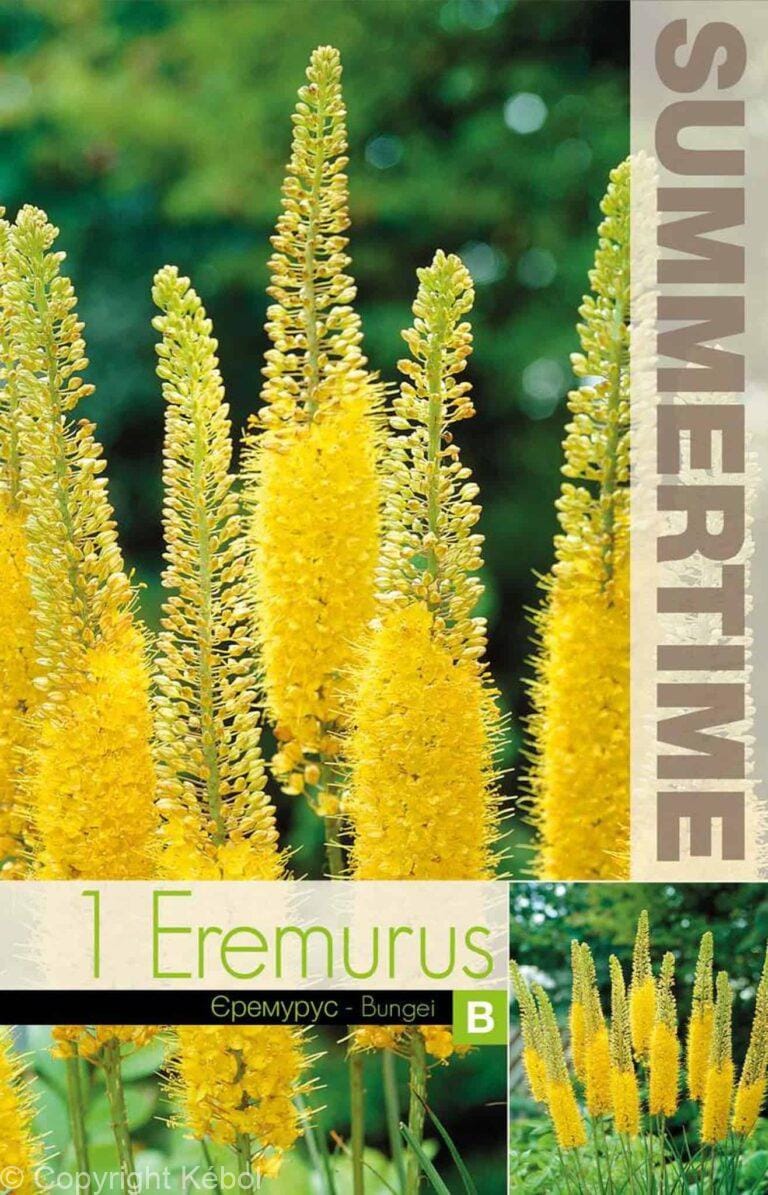 Eremurus Bungei - RB