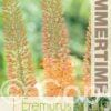 Eremurus Cleopatra - RB