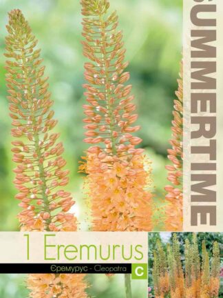 Eremurus Cleopatra - RB