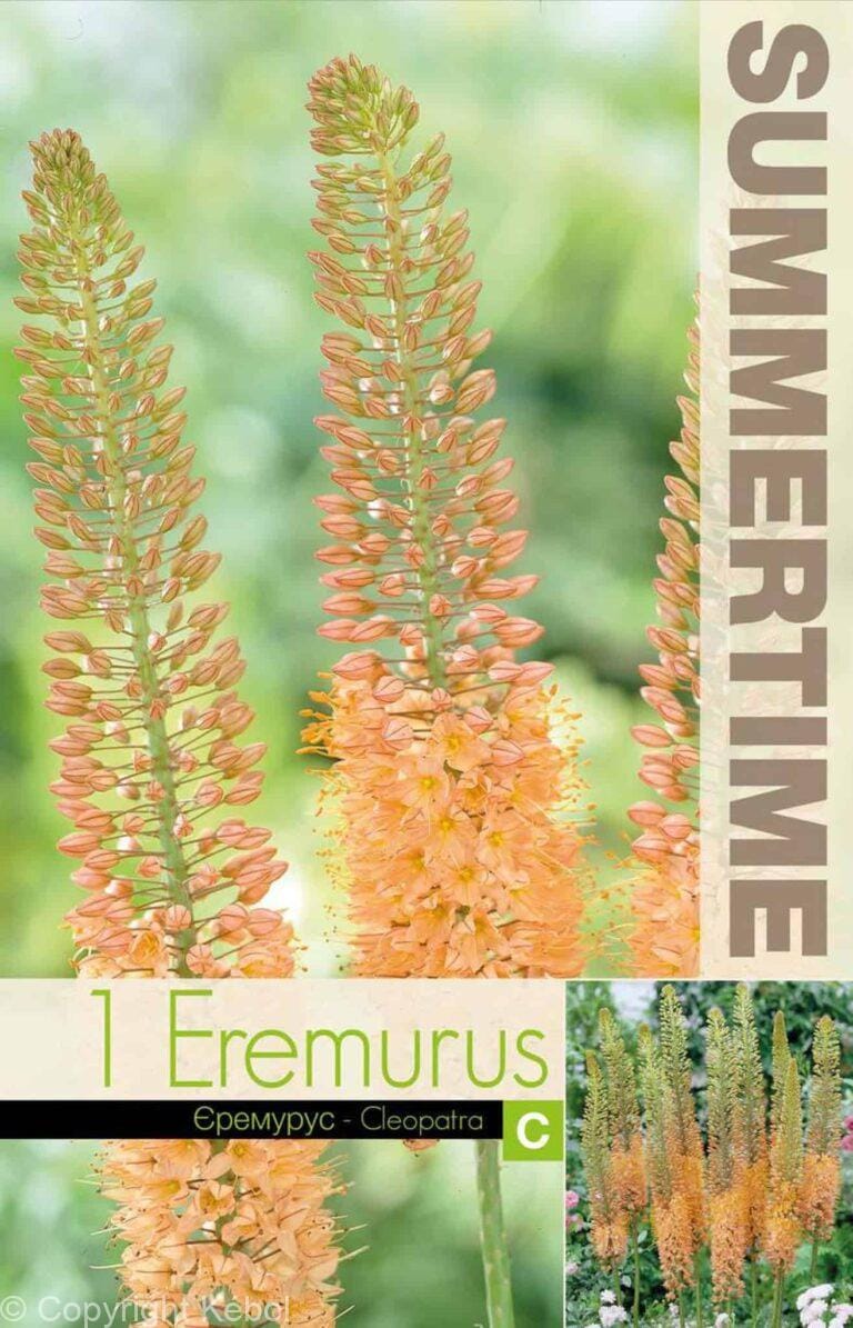 Eremurus Cleopatra - RB