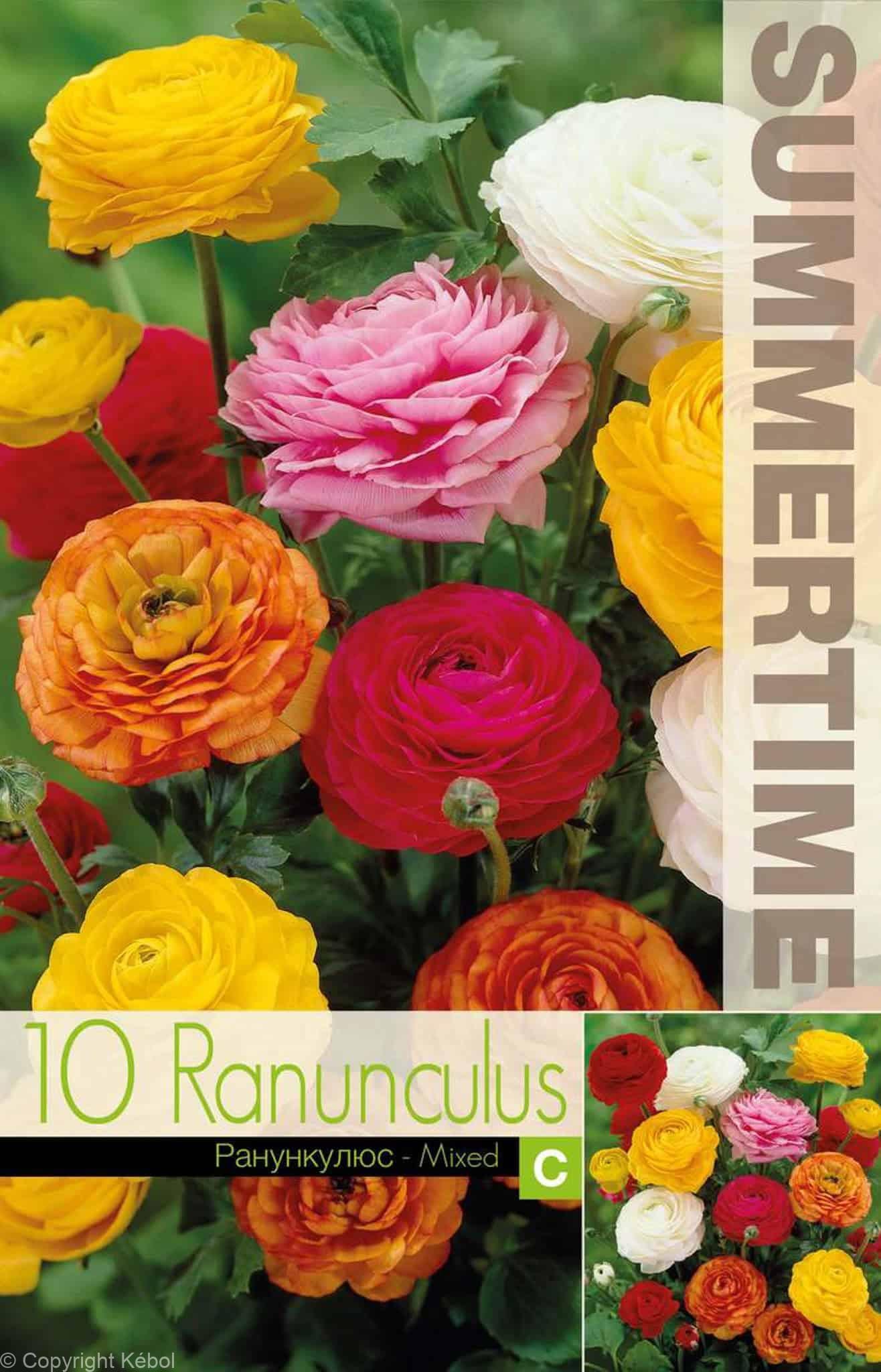 Ranunculus Mixed - RB