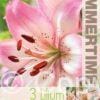 Lilium Rosella's Dream - RB