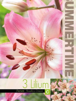Lilium Rosella's Dream - RB