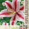 Lilium Dizzy - RB