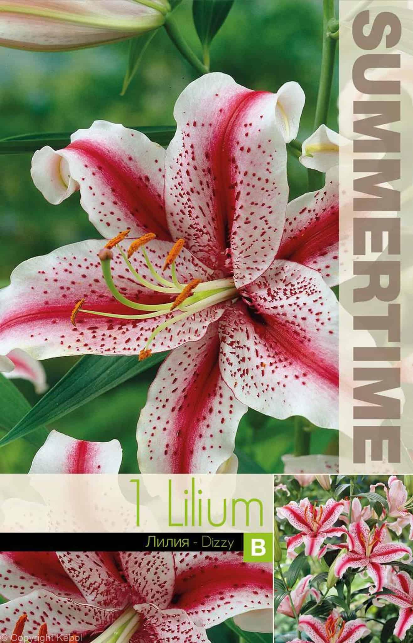 Lilium Dizzy - RB
