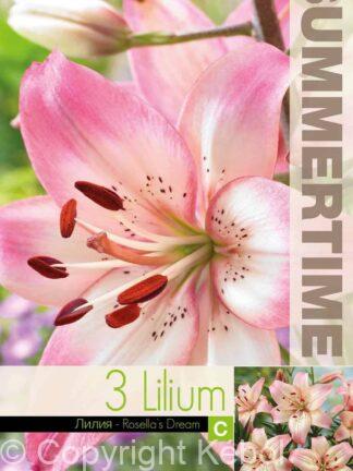 Lilium Rosella`s Dream - RB