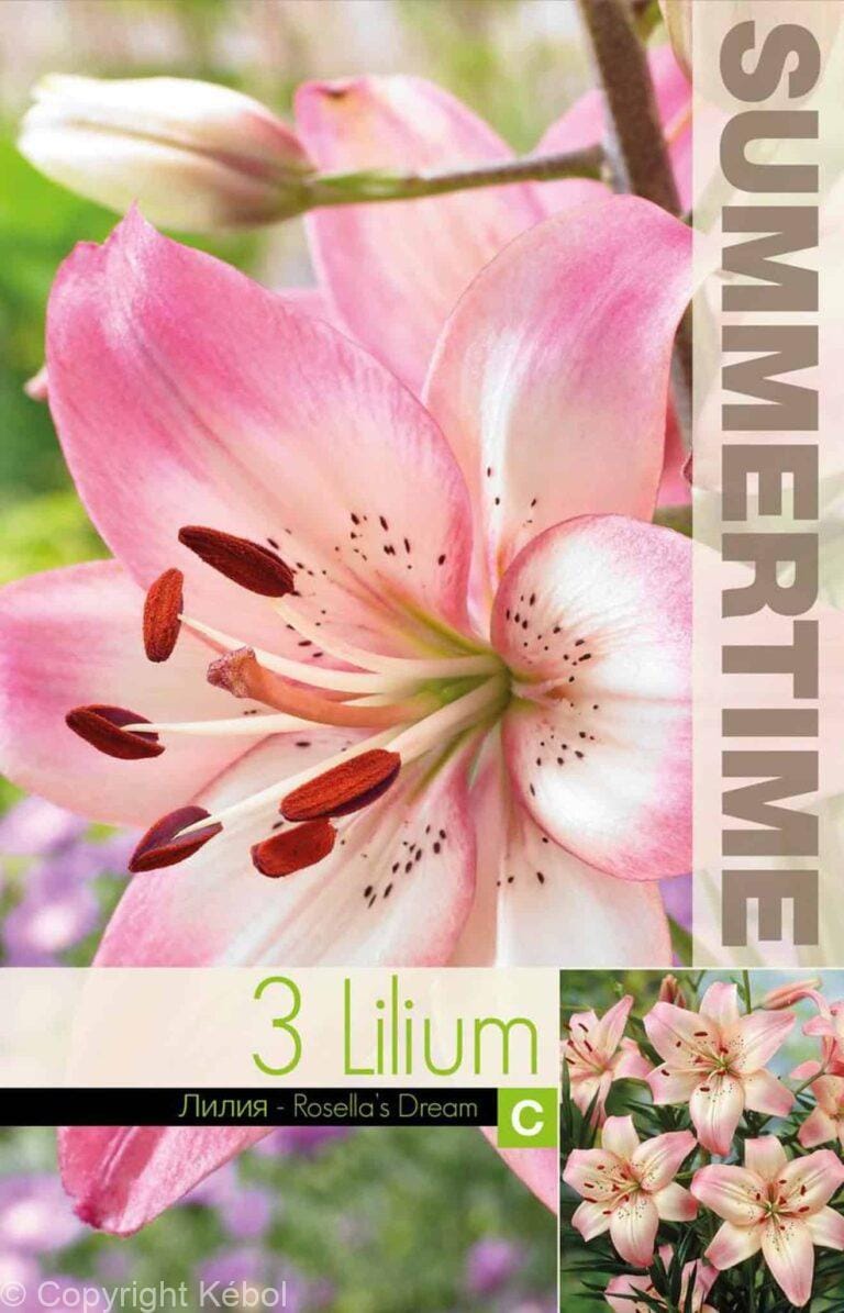 Lilium Rosella`s Dream - RB