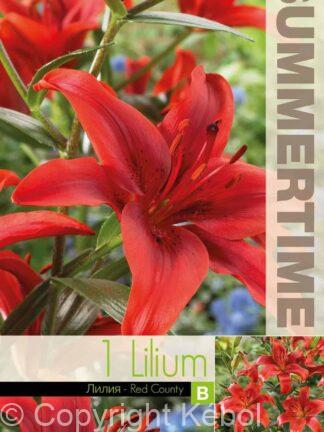 Lilium Red Country - RB