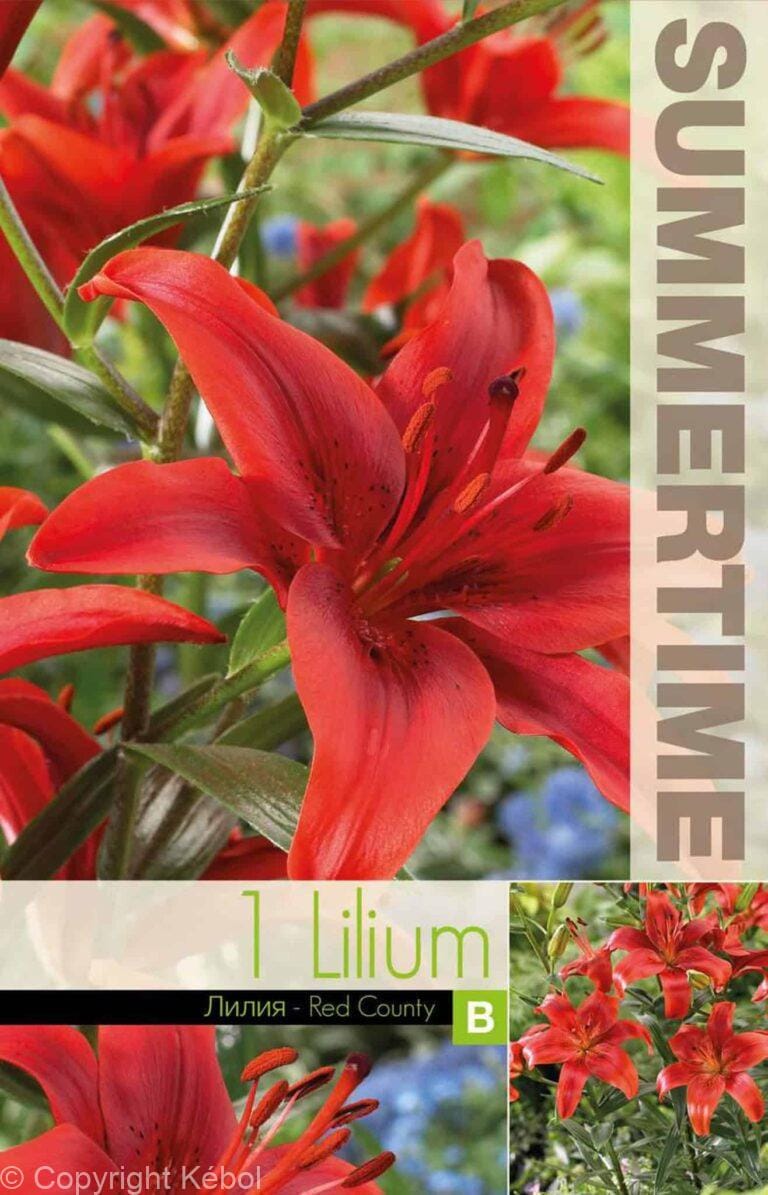 Lilium Red Country - RB