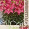 Lilium FantAsiatic Raspberry - RB