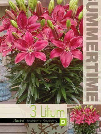 Lilium FantAsiatic Raspberry - RB
