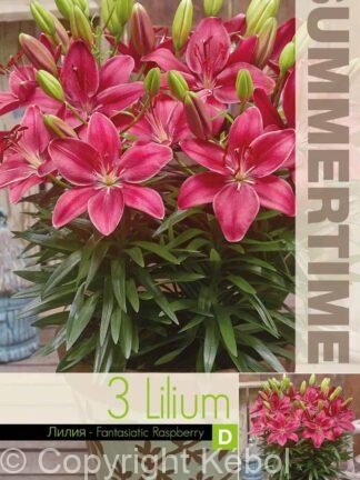 Lilium FantAsiatic Raspberry - RB