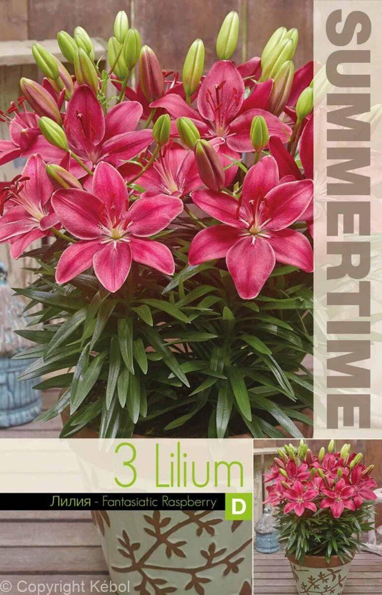Lilium FantAsiatic Raspberry - RB