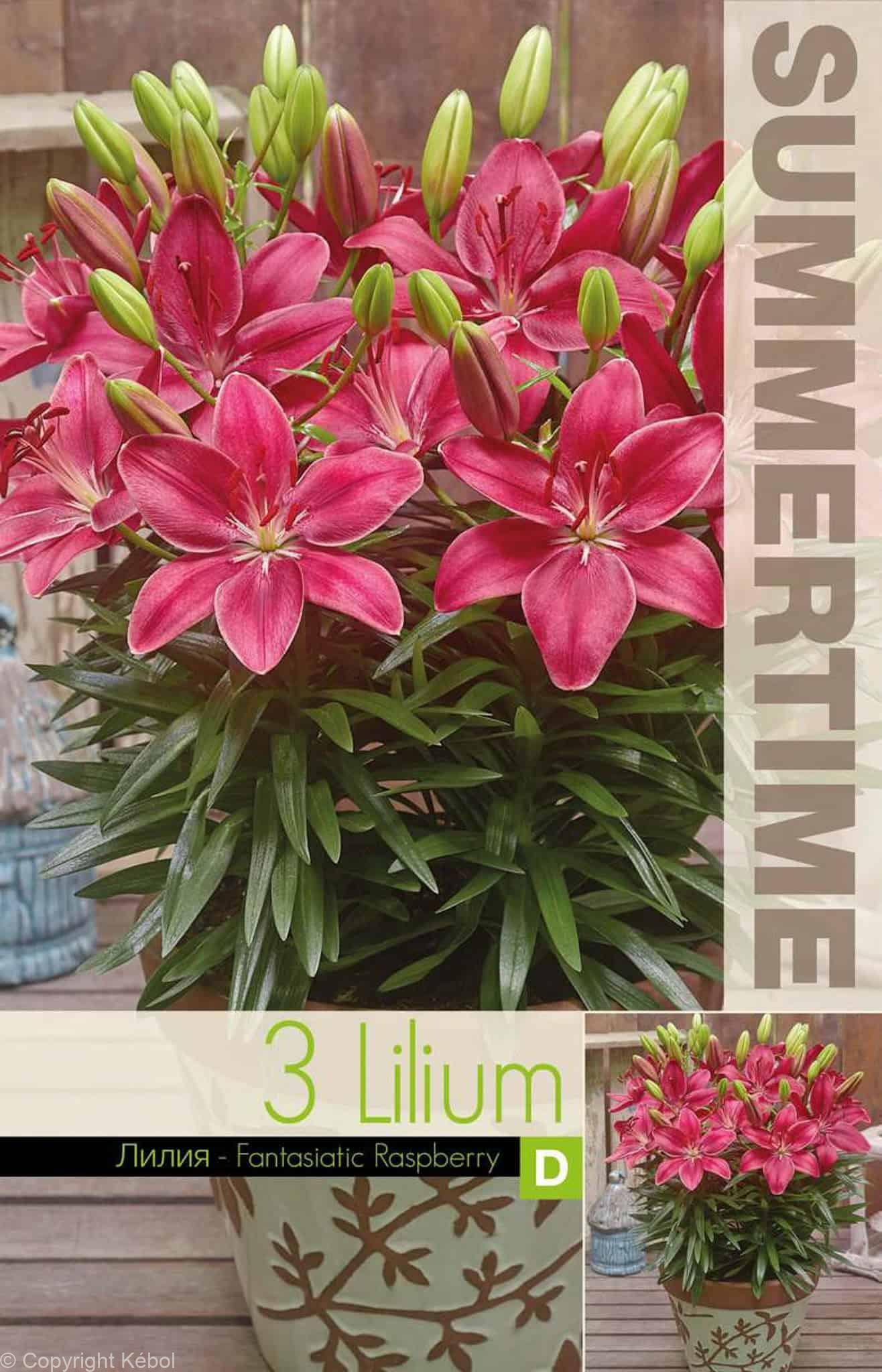 Lilium FantAsiatic Raspberry - RB