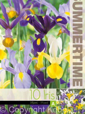 Iris Hollandica Mixed - RB