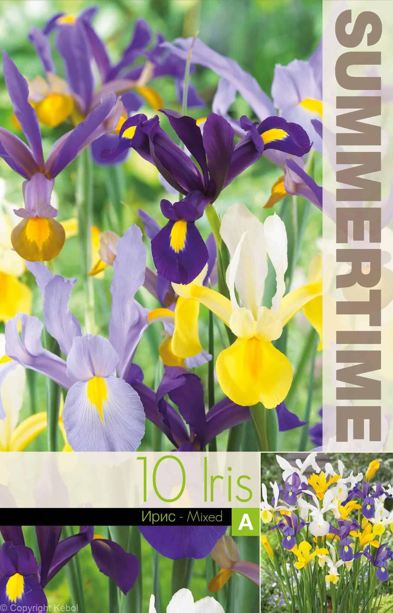 Iris Hollandica Mixed - RB