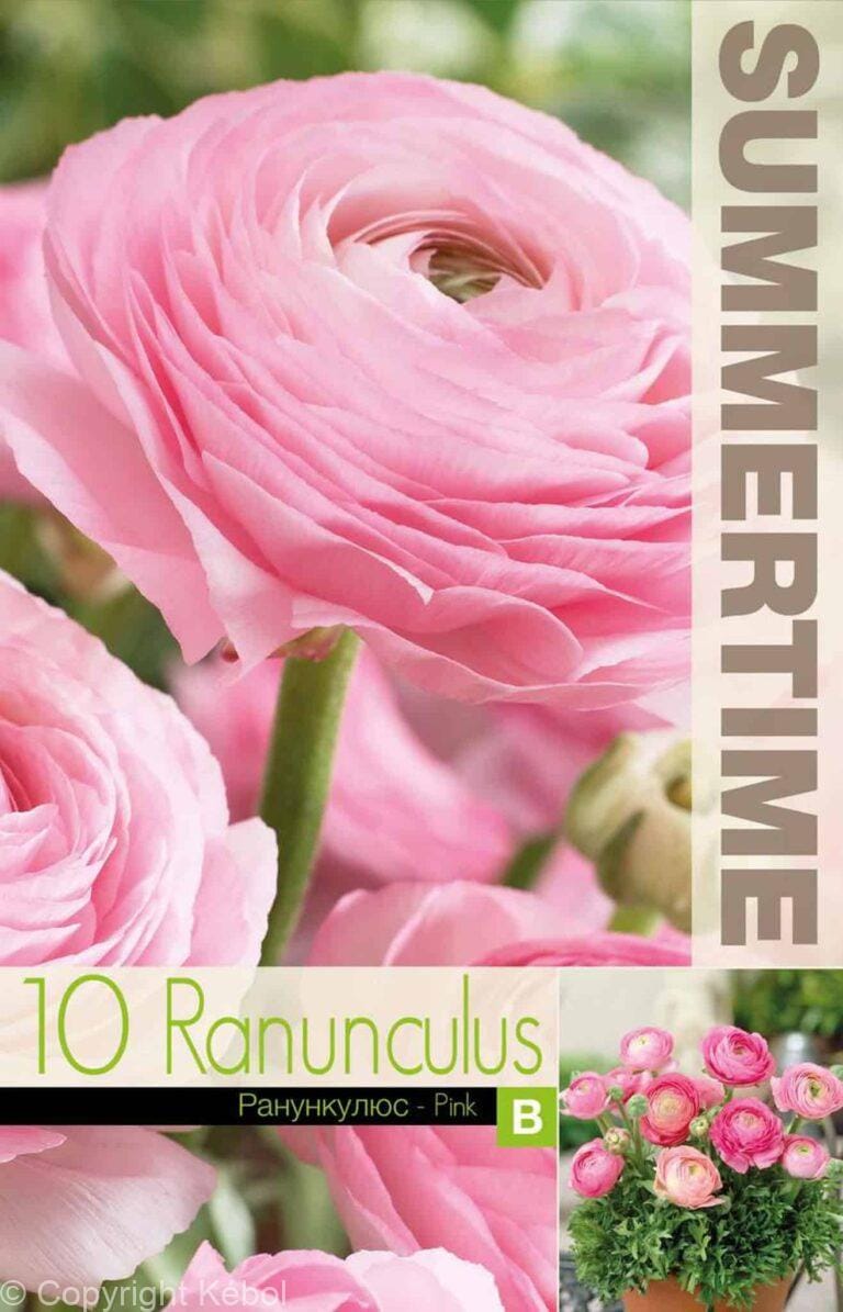 Ranunculus Pink - RB