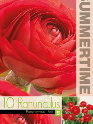 Ranunculus Red - RB