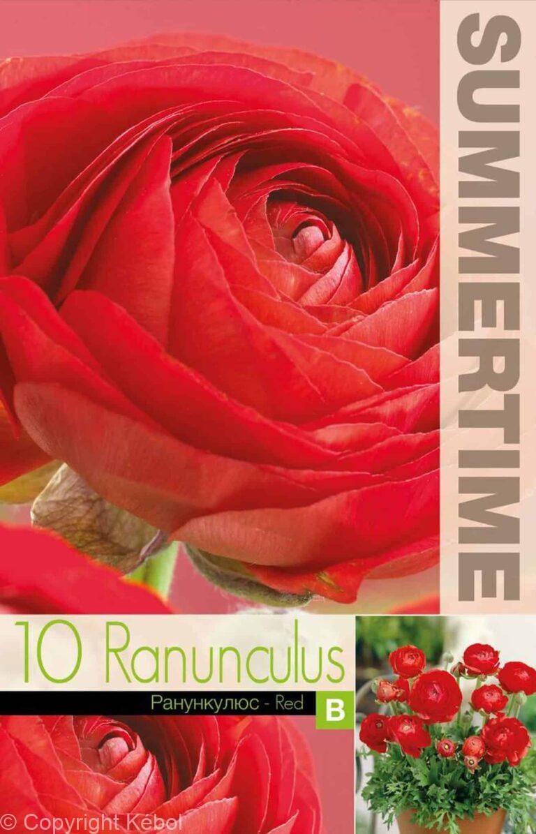 Ranunculus Red - RB