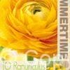 Ranunculus Yellow - RB